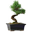 Pinus parviflora, 19 cm, ± 9 anni