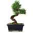 Pinus parviflora, 19 cm, ± 9 jaar oud
