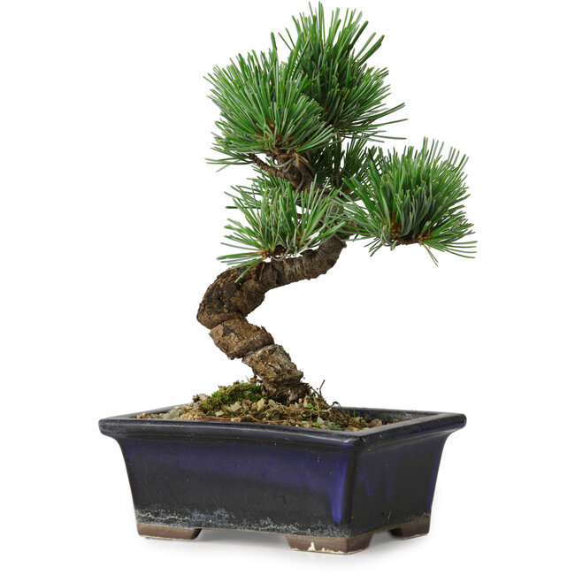 Pinus parviflora, 19 cm, ± 9 Jahre alt