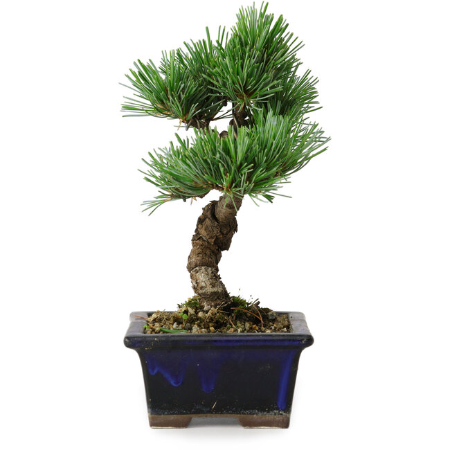 Pinus parviflora, 19 cm, ± 9 años