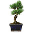 Pinus parviflora, 19 cm, ± 9 ans