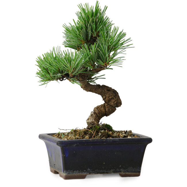 Pinus parviflora, 19 cm, ± 9 years old