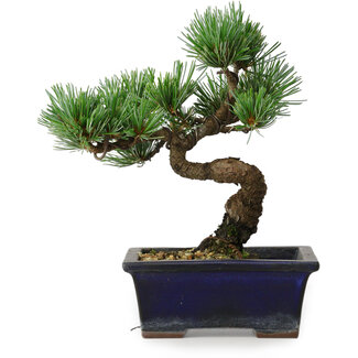 Pinus parviflora, 19 cm, ± 9 Jahre alt