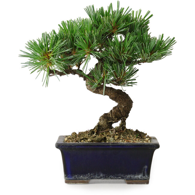 Pinus parviflora, 19 cm, ± 9 jaar oud