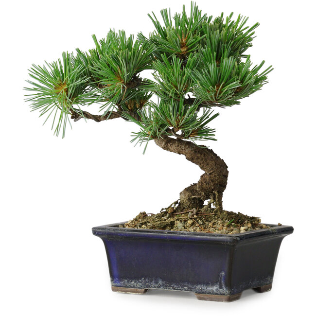 Pinus parviflora, 19 cm, ± 9 jaar oud