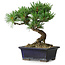 Pinus parviflora, 19 cm, ± 9 jaar oud