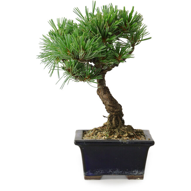 Pinus parviflora, 19 cm, ± 9 jaar oud