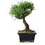 Pinus parviflora, 19 cm, ± 9 years old