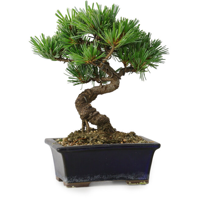 Pinus parviflora, 19 cm, ± 9 ans