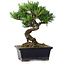 Pinus parviflora, 19 cm, ± 9 years old