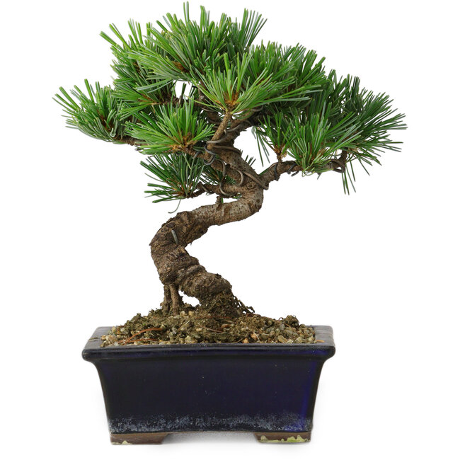 Pinus parviflora, 19 cm, ± 9 jaar oud