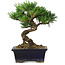 Pinus parviflora, 19 cm, ± 9 years old