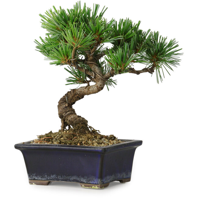 Pinus parviflora, 19 cm, ± 9 años