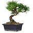 Pinus parviflora, 19 cm, ± 9 years old