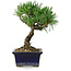 Pinus parviflora, 19 cm, ± 9 jaar oud
