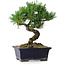Pinus parviflora, 19 cm, ± 9 years old
