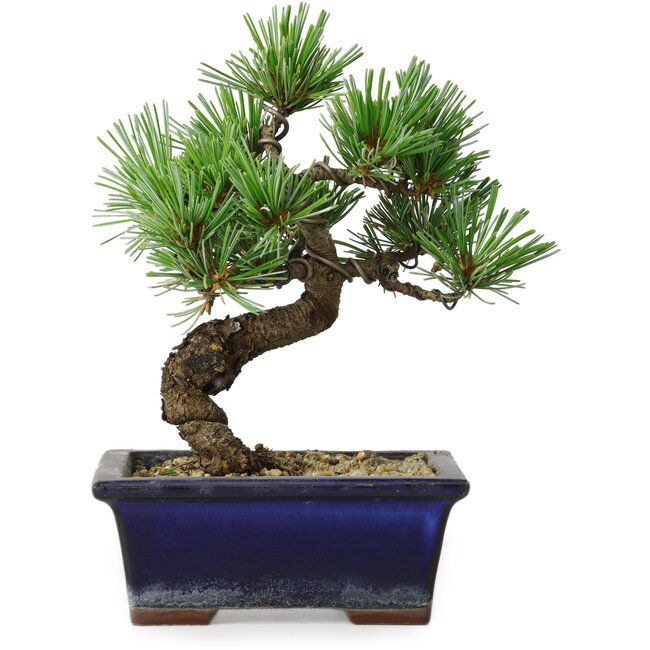 Pinus parviflora, 19 cm, ± 9 años