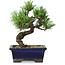 Pinus parviflora, 19 cm, ± 9 years old