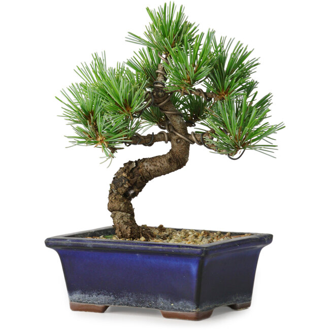 Pinus parviflora, 19 cm, ± 9 jaar oud