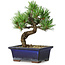 Pinus parviflora, 19 cm, ± 9 Jahre alt