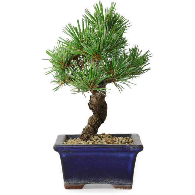 Pinus parviflora, 19 cm, ± 9 años