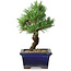 Pinus parviflora, 19 cm, ± 9 jaar oud