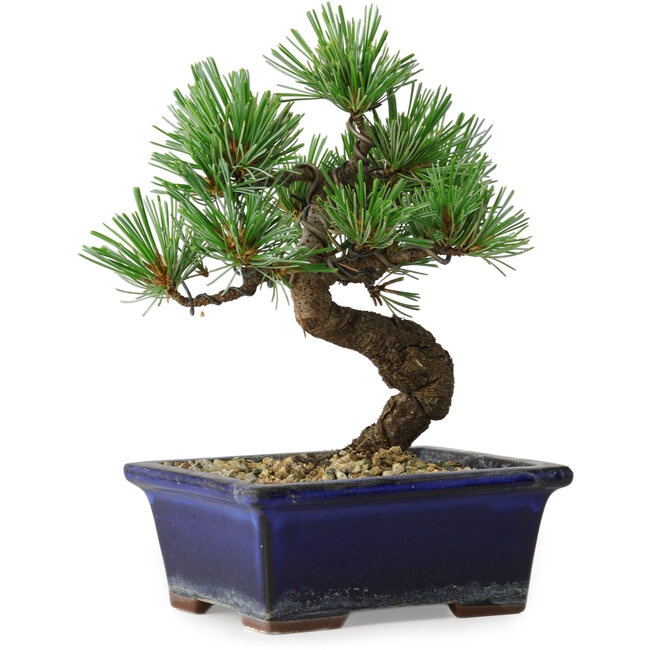 Pinus parviflora, 19 cm, ± 9 Jahre alt