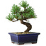 Pinus parviflora, 19 cm, ± 9 years old