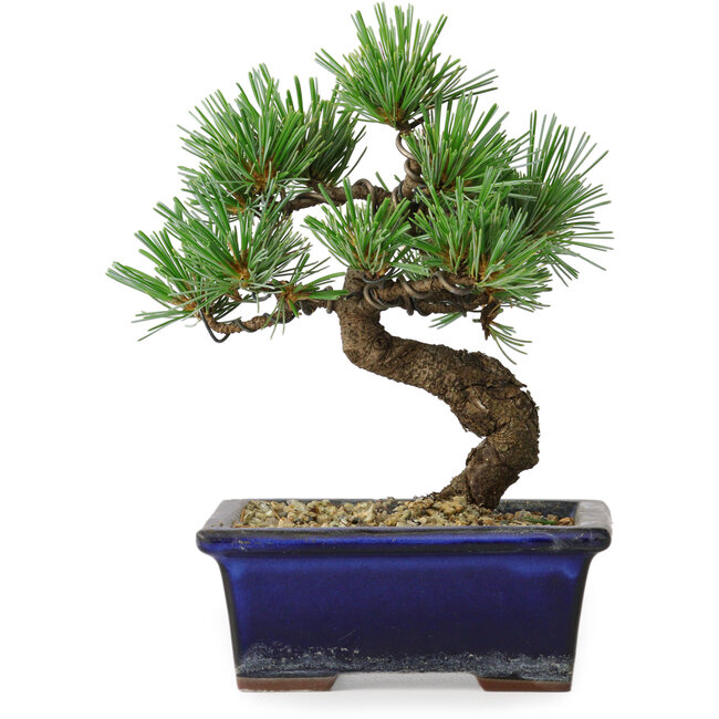 Pinus parviflora, 19 cm, ± 9 años