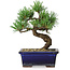 Pinus parviflora, 19 cm, ± 9 years old