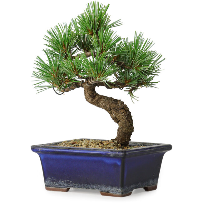 Pinus parviflora, 19 cm, ± 9 Jahre alt