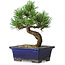 Pinus parviflora, 19 cm, ± 9 years old