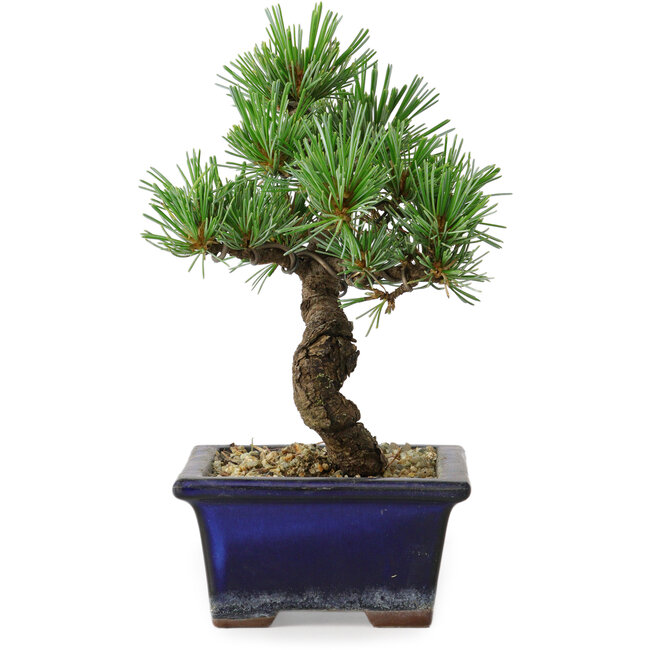 Pinus parviflora, 19 cm, ± 9 ans