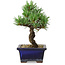 Pinus parviflora, 19 cm, ± 9 Jahre alt
