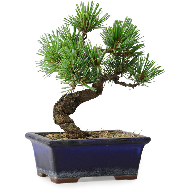 Pinus parviflora, 19 cm, ± 9 ans