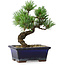 Pinus parviflora, 19 cm, ± 9 years old