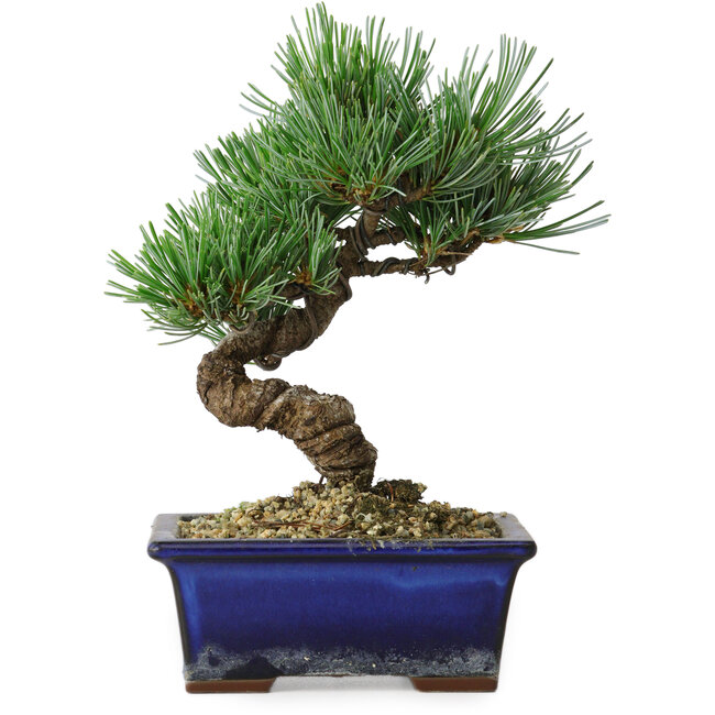 Pinus parviflora, 19 cm, ± 9 años