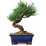 Pinus parviflora, 19 cm, ± 9 Jahre alt