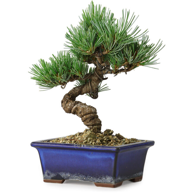 Pinus parviflora, 19 cm, ± 9 años