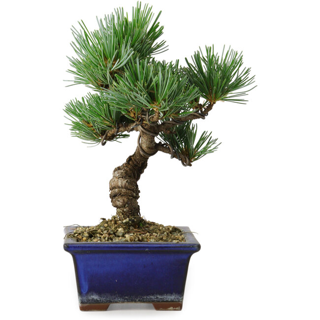 Pinus parviflora, 19 cm, ± 9 years old