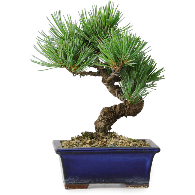 Pinus parviflora, 19 cm, ± 9 anni