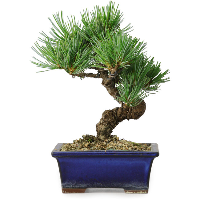 Pinus parviflora, 19 cm, ± 9 anni