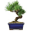Pinus parviflora, 19 cm, ± 9 Jahre alt