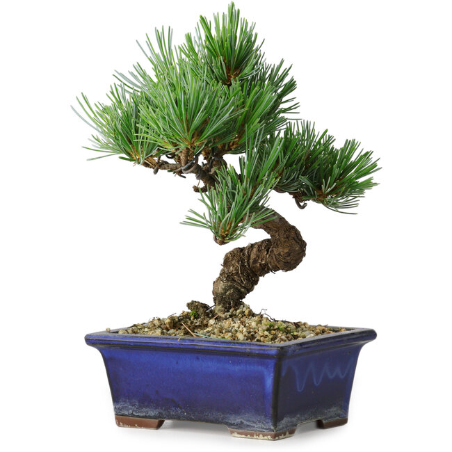 Pinus parviflora, 19 cm, ± 9 Jahre alt