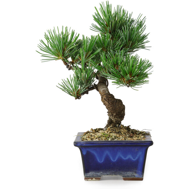 Pinus parviflora, 19 cm, ± 9 anni