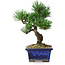 Pinus parviflora, 19 cm, ± 9 jaar oud