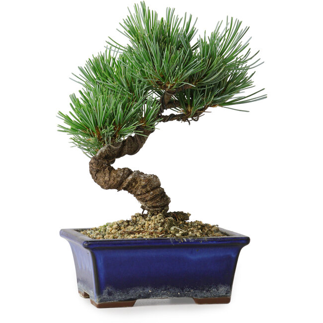 Pinus parviflora, 19 cm, ± 9 ans