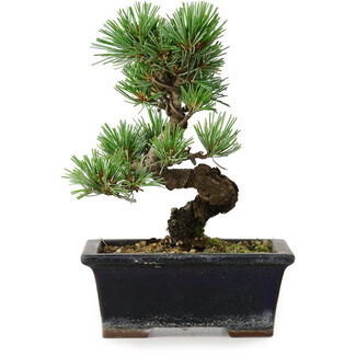 Pinus parviflora, 19 cm, ± 9 years old