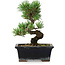 Pinus parviflora, 19 cm, ± 9 years old