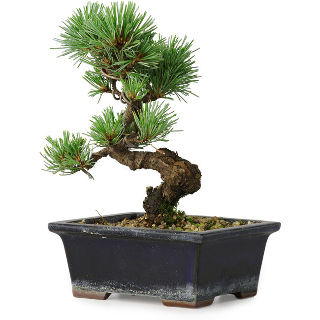 Pinus parviflora, 19 cm, ± 9 jaar oud